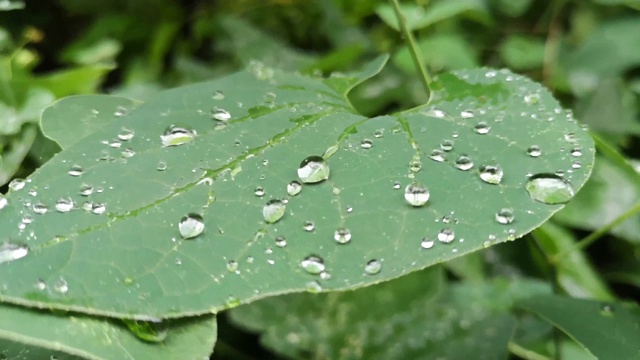 雨后的多汁植物视频素材