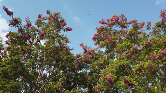 蓝天背景下盛开的樱花视频素材