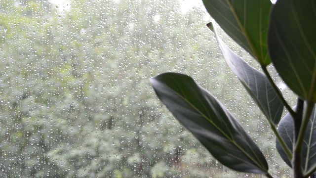 室外阴雨天气下的榕树叶子视频素材