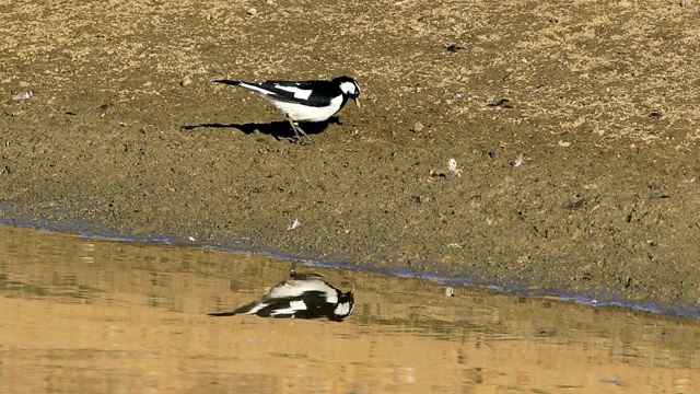 澳洲喜鹊(Cracticus tibicen)，地面近景视频素材