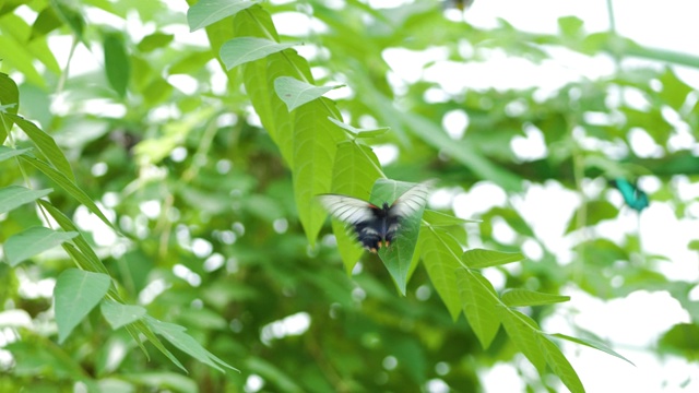 花园里一只美丽的蝴蝶停在树枝上。视频素材