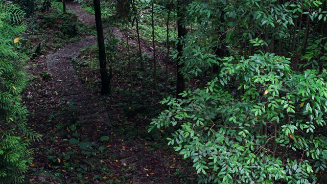 和平森林场景视频素材