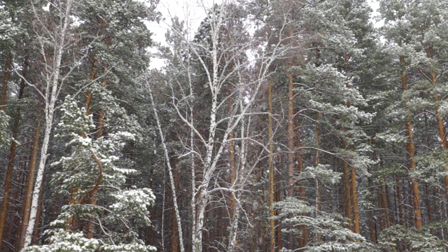 下雪的林地，冬天童话般的森林视频素材