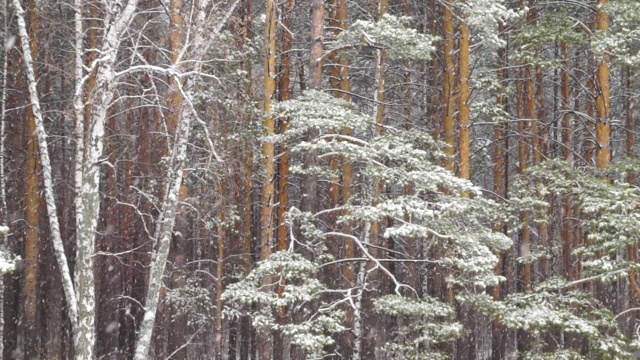 下雪的林地，冬天童话般的森林视频下载