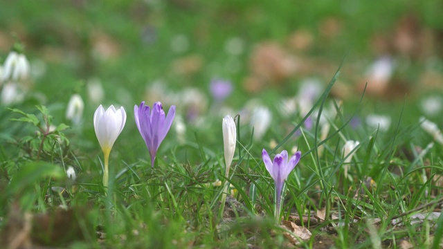 草地上长满了番红花视频素材