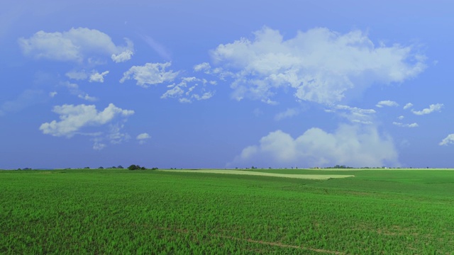 低空飞行在夏日阳光灿烂的乡村夏日田野上，一望无际的绿色景观。4 k。视频素材