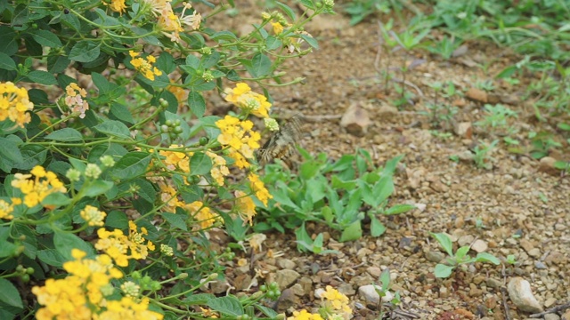 花园里有一只蝴蝶和花朵视频素材