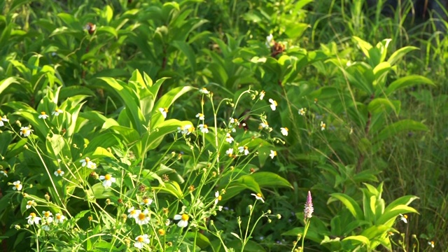 花园里有一只蝴蝶和花朵视频素材