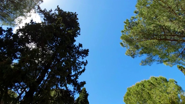 多莉抬头望着高大的松树和天空。视频素材