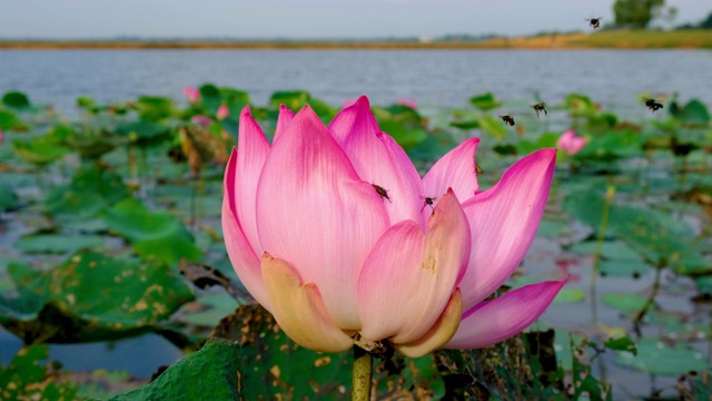 蜜蜂和昆虫在粉红色莲花上授粉的特写视频素材