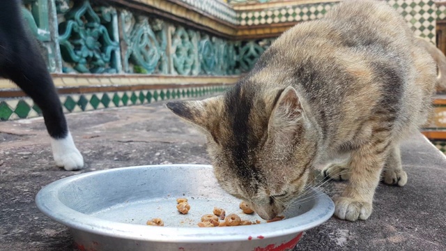 猫吃食物视频素材
