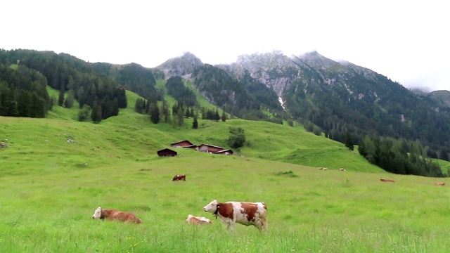 在奥地利泰洛的齐勒塔尔山谷的草地上放牧。视频素材