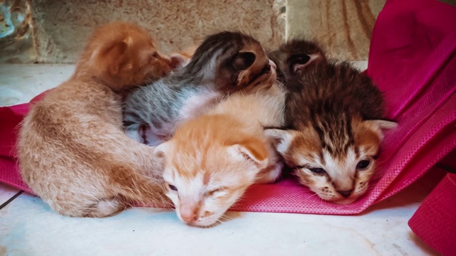 刚出生的小猫在房子的地板上学习走路视频素材