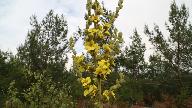 这个学名叫做Verbascum，在安纳托利亚的乡村被称为Sigirkuyrugu花。
艾登/土耳其11/05/2015视频素材