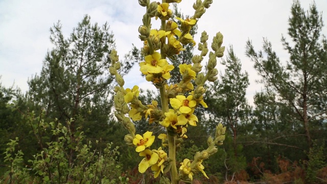 这个学名叫做Verbascum，在安纳托利亚的乡村被称为Sigirkuyrugu花。
艾登/土耳其11/05/2015视频素材