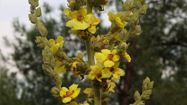 这个学名叫做Verbascum，在安纳托利亚的乡村被称为Sigirkuyrugu花。
艾登/土耳其11/05/2015视频素材