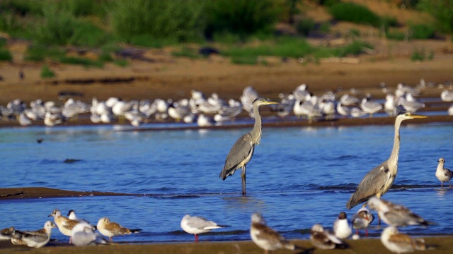 鸟类集市-灰鹭(Ardea cinerea)，智慧鸥(Larus ichthyaetus)，黑头鸥(Larus ridibundus)和其他在浅滩和沙洲休息的鸟类。视频素材