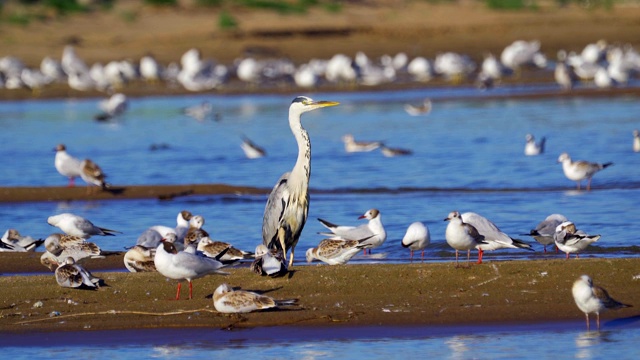 鸟类集市-灰鹭(Ardea cinerea)，智慧鸥(Larus ichthyaetus)，黑头鸥(Larus ridibundus)和其他在浅滩和沙洲休息的鸟类。视频素材