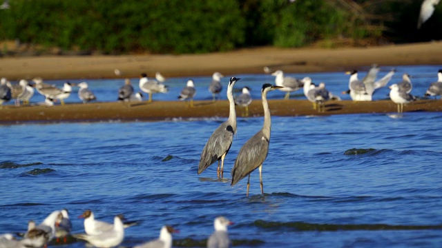 鸟类集市-灰鹭(Ardea cinerea)，智慧鸥(Larus ichthyaetus)，黑头鸥(Larus ridibundus)和其他在浅滩和沙洲休息的鸟类。视频素材