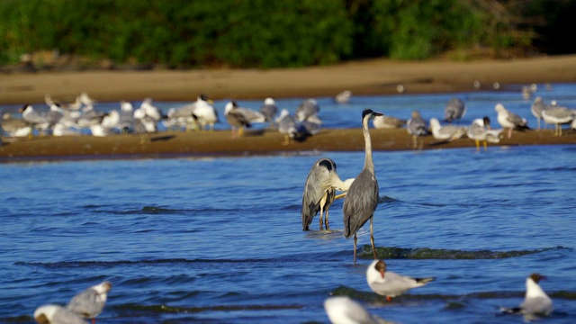 鸟类集市-灰鹭(Ardea cinerea)，智慧鸥(Larus ichthyaetus)，黑头鸥(Larus ridibundus)和其他在浅滩和沙洲休息的鸟类。视频素材