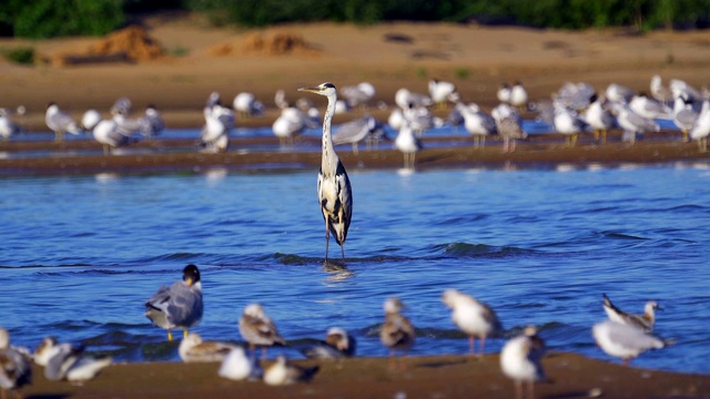 鸟类集市-灰鹭(Ardea cinerea)，智慧鸥(Larus ichthyaetus)，黑头鸥(Larus ridibundus)和其他在浅滩和沙洲休息的鸟类。视频素材