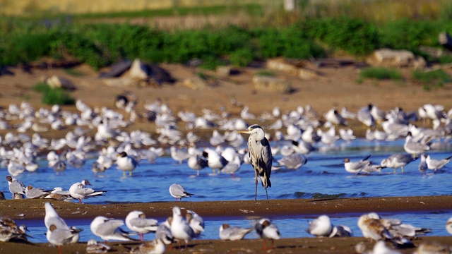 鸟类集市-灰鹭(Ardea cinerea)，智慧鸥(Larus ichthyaetus)，黑头鸥(Larus ridibundus)和其他在浅滩和沙洲休息的鸟类。视频素材