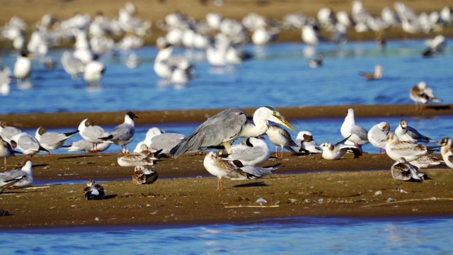 鸟类集市-灰鹭(Ardea cinerea)，智慧鸥(Larus ichthyaetus)，黑头鸥(Larus ridibundus)和其他在浅滩和沙洲休息的鸟类。视频素材