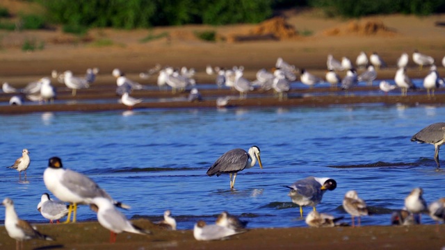 鸟类集市-灰鹭(Ardea cinerea)，智慧鸥(Larus ichthyaetus)，黑头鸥(Larus ridibundus)和其他在浅滩和沙洲休息的鸟类。视频素材