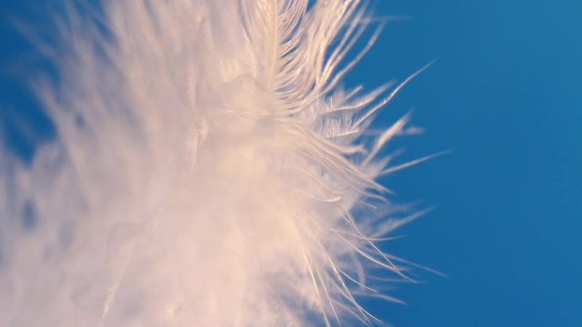 羽毛随风摇摆特写宏。选择性聚焦，模糊聚焦，抽象。视频素材