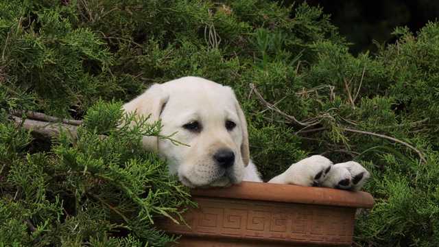 黄色拉布拉多寻回犬，在花盆里玩耍的小狗，诺曼底，4K慢镜头视频素材