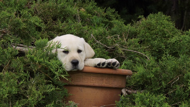 黄色拉布拉多寻回犬，在花盆里玩耍的小狗，诺曼底，4K慢镜头视频素材