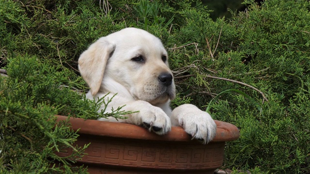 黄色拉布拉多寻回犬，在花盆里玩耍的小狗，诺曼底，4K慢镜头视频素材