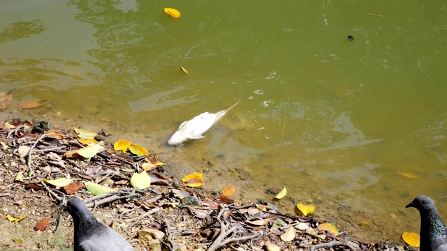 死鱼漂浮在水面上，有毒的化学物质污染了水视频下载