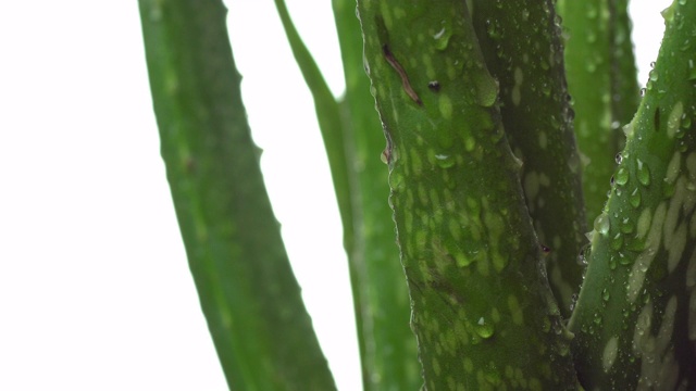 芦荟特写镜头。芦荟植物轮作，天然有机更新化妆品。视频素材