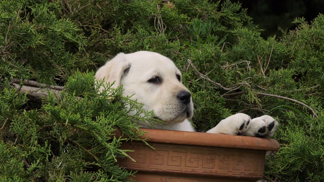 黄色拉布拉多寻回犬，在花盆里玩耍的小狗，诺曼底，4K慢镜头视频素材