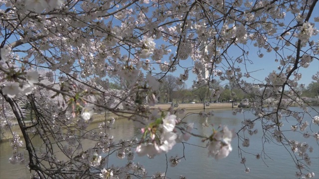 樱花和华盛顿纪念碑反映在潮汐盆地，美国，美国，北美视频素材