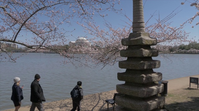 樱花、日本宝塔和托马斯·杰斐逊纪念堂，美国华盛顿特区，北美视频素材