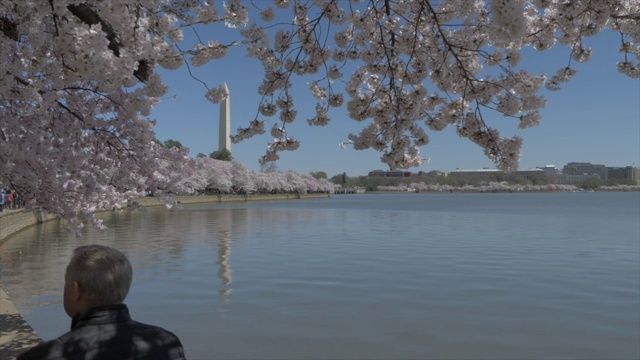 樱花和华盛顿纪念碑反映在潮汐盆地，美国，美国，北美视频素材