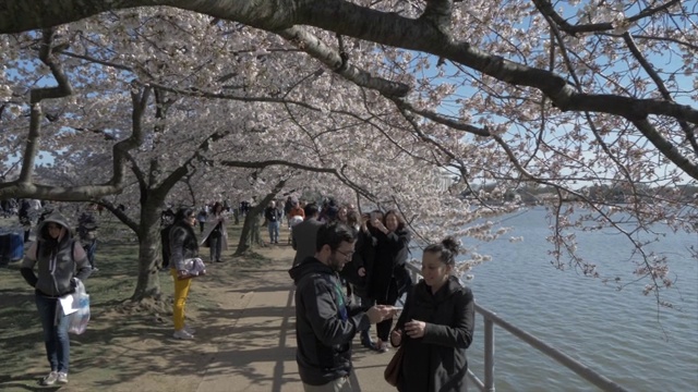 樱花和托马斯·杰斐逊纪念堂，华盛顿特区，美国，北美视频素材