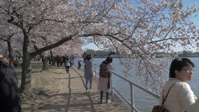 樱花和托马斯·杰斐逊纪念堂，华盛顿特区，美国，北美视频素材