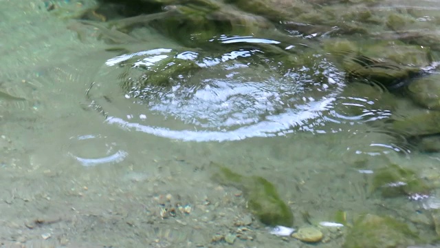 野生河鳟鱼(萨尔莫特鲁塔法里奥)在奥地利阿尔卑斯山泰洛的小溪中游泳。视频素材