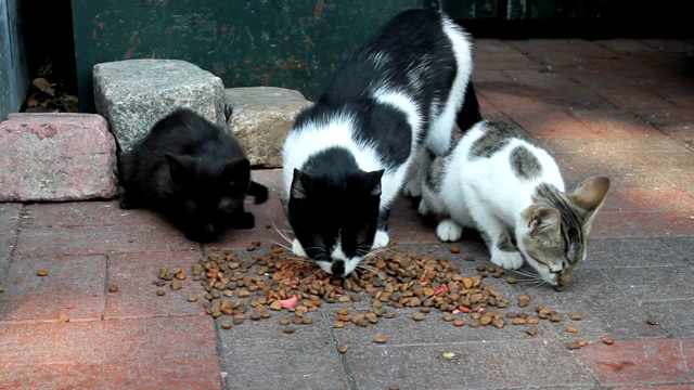 街头巷尾的猫吃猫食视频素材