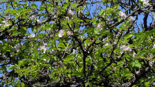 《花中的苹果树分枝》，法国诺曼底，慢镜头4K视频素材