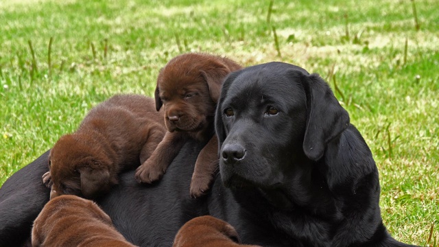 诺曼底草坪上的黑色拉布拉多猎犬母狗和黑棕小狗，4K慢镜头视频素材