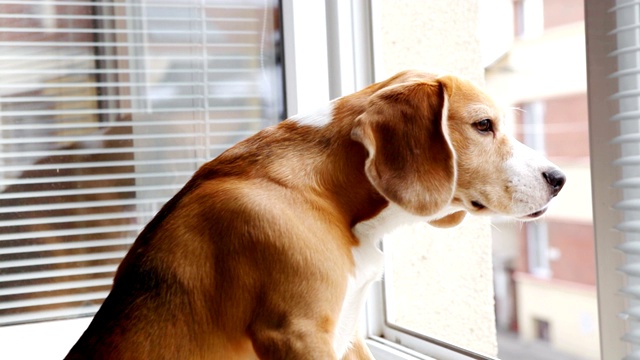 好奇的小猎犬坐在窗台上，望着窗外嗅视频素材