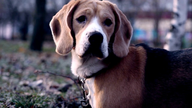 秋天公园里的小猎犬肖像视频素材