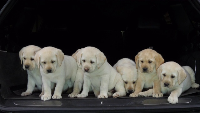 黄色拉布拉多寻回犬，后备箱里的小狗，法国诺曼底，4K慢镜头视频素材