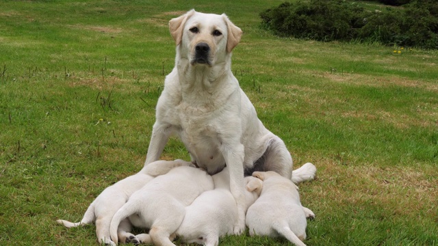 黄色拉布拉多猎犬喂养小狗的母狗，在法国诺曼底，慢镜头4K视频素材