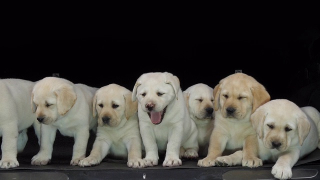 黄色拉布拉多寻回犬，汽车后备箱里的小狗，打呵欠，法国诺曼底，4K慢镜头视频素材