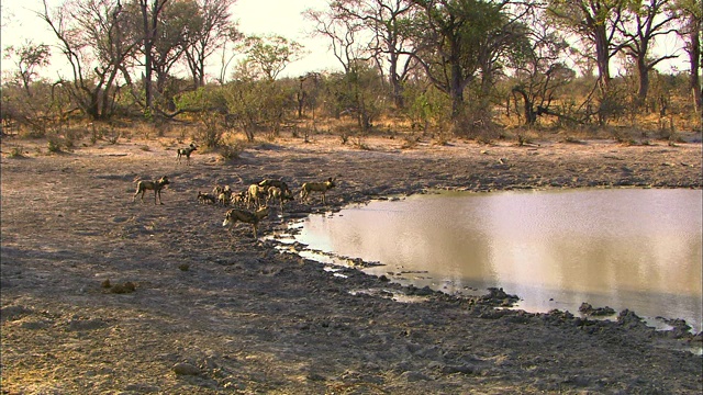 非洲野狗聚集在奥卡万戈三角洲湿地的水坑周围视频素材